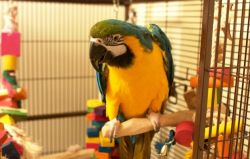 macaw parrots very good health and condition