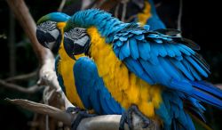 Beautiful 16 month old male and female macaw for sale