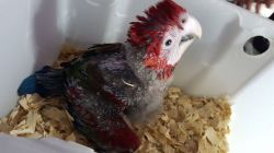 Hand Reared Silly Tame Baby Greenwing Macaw