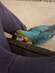 Baby Macaw Parrot / contact :(xxx) xxx-xxx0