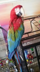 Adorable Macaw Parrots / contact :(xxx) xxx-xxx0
