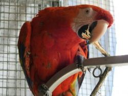 Playful and intelligent Green Wing Macaw For Sale / contact : (xxx)-xxx-xxxx