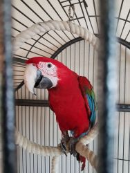 Tame 8month Old Geenwing Macaw / contact :(xxx) xxx-xxx0