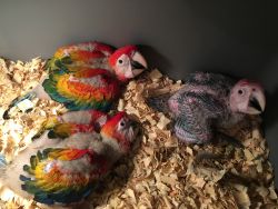 Ruby Macaw for Sale