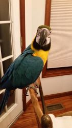 Baby Blue and Gold Macaw-Constrictive Toe Syndrome