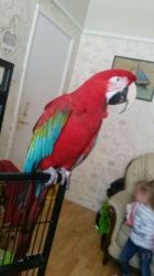 Greenwings Macaws available now
