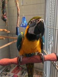 Adorable male and female Scarlet Macaw Parrots (xxx)-xxx-xxx