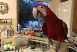 Talking Scarlet Macaw Pair with Cage for rehoming