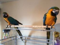 Cute Blue Macaw Parrots Looking For New Home