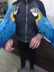 Beautiful Hand Reared Baby Blue N Gold Macaw