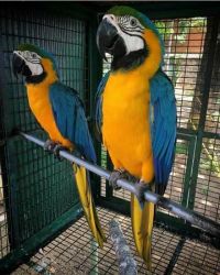 Blue and Gold Macaw parrot