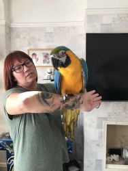 Adorable Blue And Gold Macaw