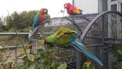 Adorable birds Scarlet And Military Macaw