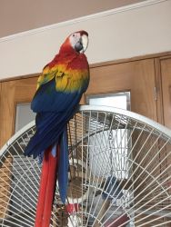 Adorable birds Scarlet Macaw