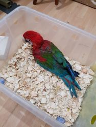 Lovely Baby Greenwing Macaw