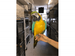 I’m a Green Wing Macaw . I’m always happy and chatty! Roxy is my