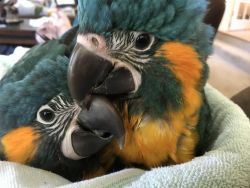 Blue Throated Macaws for sale