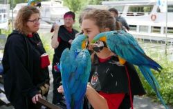 Tame Hand Reared Blue And Gold Macaw
