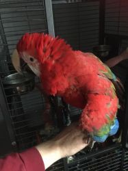 I Am Selling My Green Winged Macaw