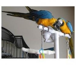 Male and female Blue and gold macaw parrots