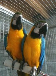 Blue and Gold Macaw birds available