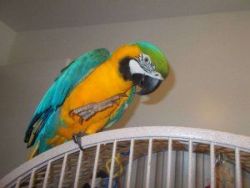 Macaw parrots Blue and Gold