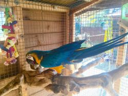 Gorgeous Female- Macaw Requires