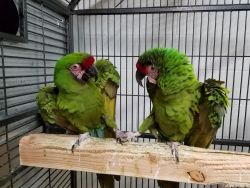 Bolivian Military Macaws (very large) – Two pairs, unrelated
