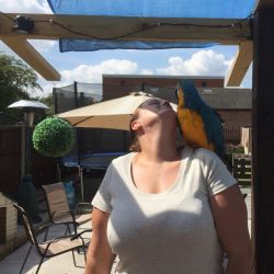 I’m a Green Wing Macaw . please i need your home