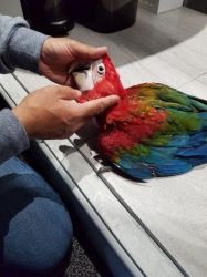 macaw for sale