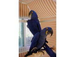 2 Hyacinth Macaw Birds For Caring Home Only Text