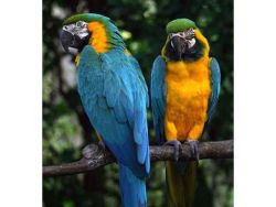 Good looking two blue and gold macaw parrots