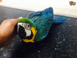 Baby Blue And Gold Macaw Hand Reaed