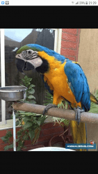 Hand Reared &tame Talking Male Macaw