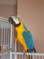 Breeding Pair Of Macaws For Sale **