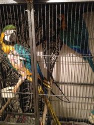 Green Wing Macaw With Cage