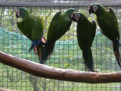 Severe And Hahns Macaws