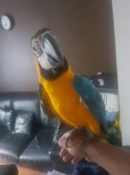 Gorgeous Female- Macaw Requires 5* Home