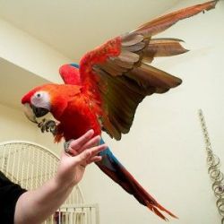 Scarlet Macaw Parrots For Sale