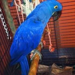cute Hyacinth Macaw parrot