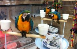 Pair of Blue & Gold Macaw parrots