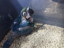 blue & gold macaw babies now available