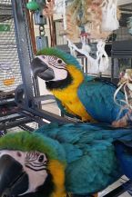 Tame Blue And Gold Macaw Text us or call us (xxx) xxx-xxx0