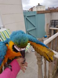 Tame Blue and Gold Macaw Parrots(xxx) xxx-xxx0