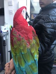 Hand Reared Green Wing Macaw