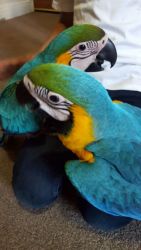 Gorgeous Macaw Parrotsfor sale