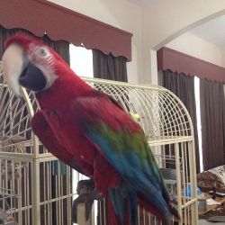 scarlet macaw for sale 500$