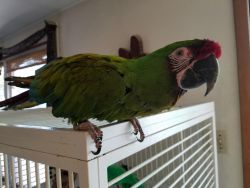 military macaw for sale ,female ,1 year old ,500$