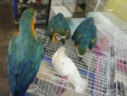Talking parrots and eggs for sale