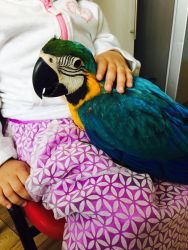 Stunning Baby Macaw Share Tweet +1 Pin it